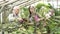 Two modern gardeners looking at orchid flowers and discussing their care in a greenhouse.