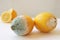 Two moldy lemons in varying degrees of spoilage. Lemon with mold and fresh lemon on a white background. Moldy lemon