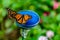 Two monarch butterflies on a feeding station.