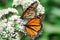 Two monarch butterflies sitting on white flower buds.