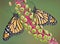 Two monarchs on poke weed