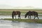 Two mongolian horses.