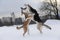 Two mongrel dogs fighting over a snow backgroung