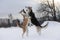 Two mongrel dogs fighting over a snow backgroung