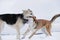 Two mongrel dogs fighting over a snow backgroung