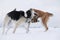 Two mongrel dogs fighting over a snow backgroung