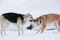 Two mongrel dogs fighting over a snow backgroung