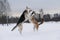 Two mongrel dogs fighting over a snow backgroung