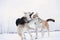 Two mongrel dogs fighting over a snow backgroung