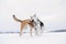 Two mongrel dogs fighting over a snow backgroung