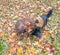 Two mongrel dogs playing in autumn park