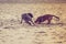 Two mongrel dogs playing together on beach