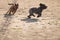 Two mongrel dogs playing together on beach