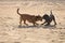 Two mongrel dogs playing together on beach