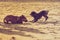 Two mongrel dogs playing together on beach