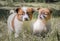 Two mongrel white-red puppies on a green lawn