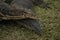 Two Monitor Lizards are playing on the ground