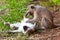 Two monkey playing on the ground
