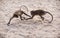 Two monkeys fighting in the sand