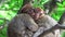 Two monkeys hugging an sleeping on a tree