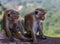 Two monkeys at the Sigiriya Rock, Sigiriya, Sri Lanka