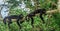 Two monkeys sitting on a tree in the rainforest by Tikal - Guatemala