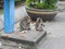 Two monkeys on the street in Lopburi / Thailand