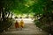 Two monks walking on a road with a green tree tunnel. Back view, shady garden in a temple in Kyoto Japan