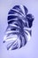 Two monstera leaves close up in trendy color of year lavender Very Peri. Vertical orientation