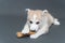 A two-month-old beige fawn husky puppy with multi-colored blue eyes lies on a gray background and gnaws a bone