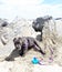 Two month old cane corso italian mastiff on beach