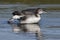 A two-month old Common Loon chick flaps its wings after preenin