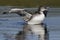 A two-month old Common Loon chick flaps its wings after preenin