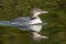 A two-month old Common Loon chick and its reflection in late sum