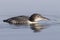 A two-month old Common Loon chick - Ontario, Canada