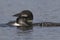 A two-month old Common Loon chick snuggles up next to its mother