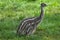 Two-month-old emu (Dromaius novaehollandiae).