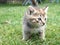 Two month old kitten very small on the green grass. Close