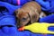 Two-month-old puppy red smooth-haired dachshund playing