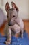 The two months old puppy of rare breed - Xoloitzcuintle, or Mexican Hairless dog, standard size. Close up portrait.