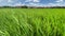 Two months old rice plants in Thailand