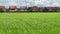 Two months old rice plants in Thailand