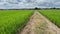 Two months old rice plants in Thailand