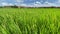 Two months old rice plants in Thailand