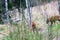 Two moose calves run across the forest road