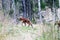 Two moose calves run across the forest road