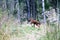 Two moose calves run across the forest road