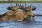 Two moose swimming in the lake.