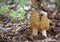 Two morels mushrooms closeup