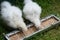 Two moroseta chicks eating bran placed on green grass